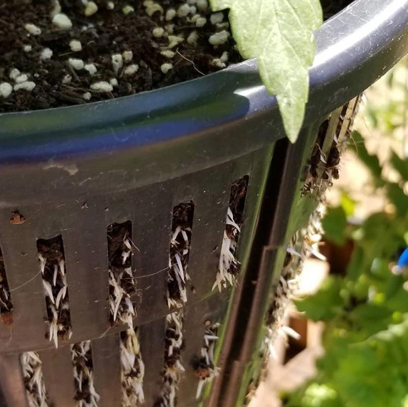 Guide To Air Pruning Containers: Tips On Air Pruning Roots