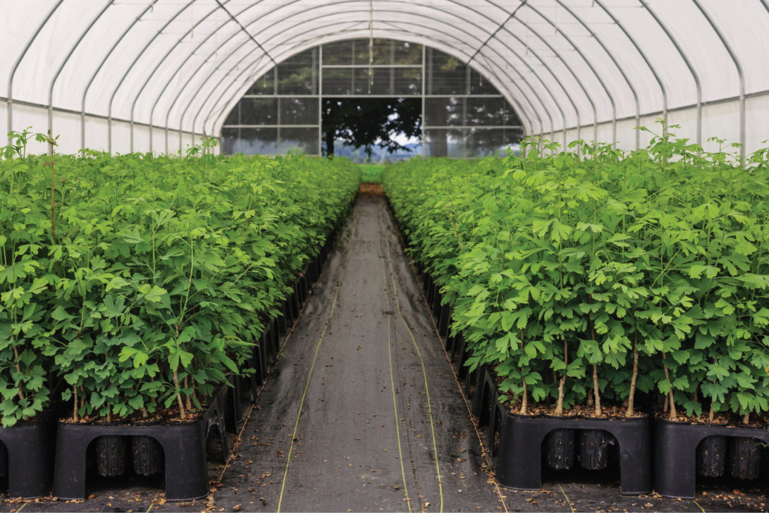 RediRoot™ Air Pruning Pots & Trays - RR5R - #5 Air Pruning pot - Stuewe &  Sons