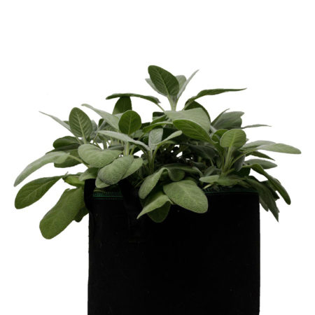 RediRoot™ Air Pruning Pots & Trays - RR5R - #5 Air Pruning pot - Stuewe &  Sons