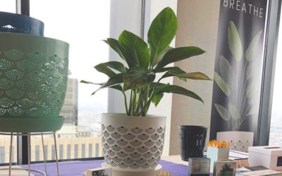 RediRoot Brings Commercial Growing Techniques to Home Gardeners and Houseplant Lovers