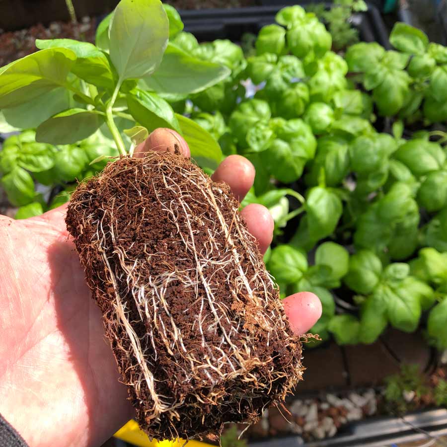 Basil Roots RediRoot Aeration Propagation RediRoot