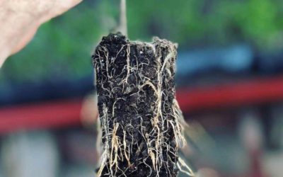 Plant Propagation Aeration, Your Missing Link to Super Charged Crop Transplants.