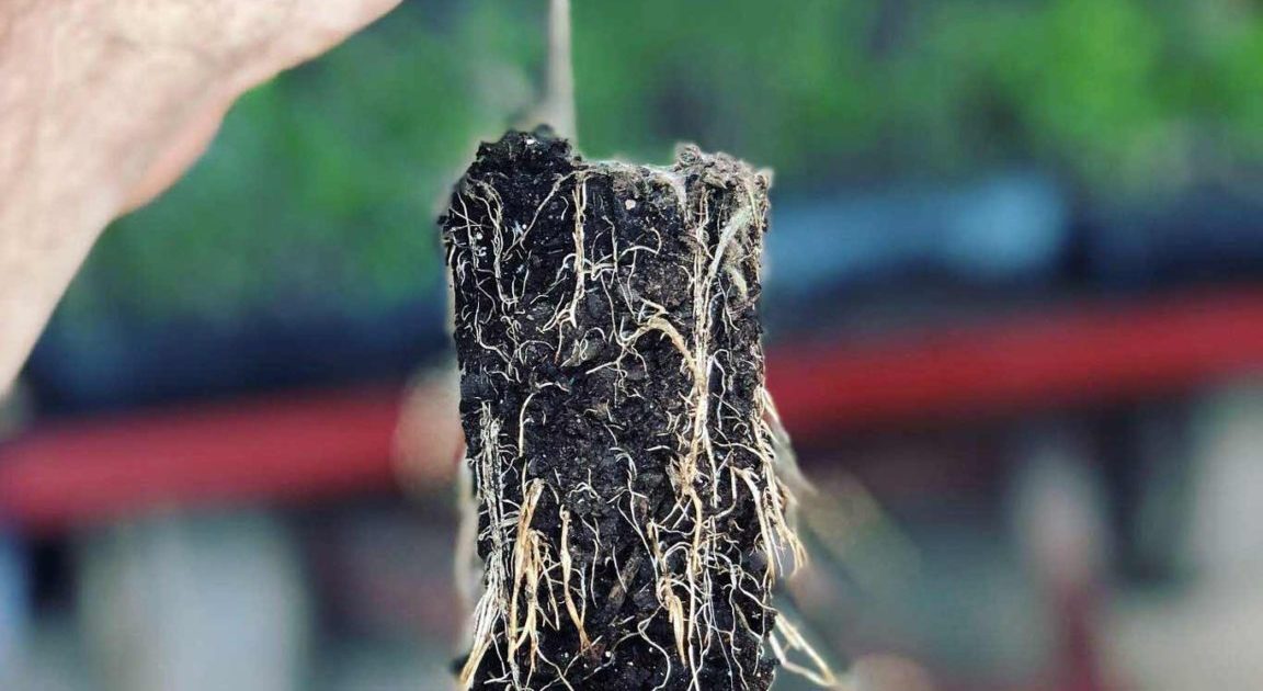 Fabric pots pros and cons: drainage, aeration, roots & more.