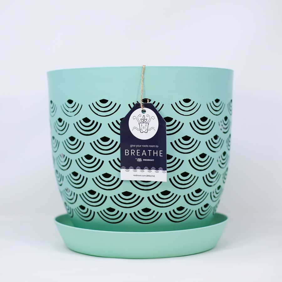 BREATHE mint rediroot indoor plant pot