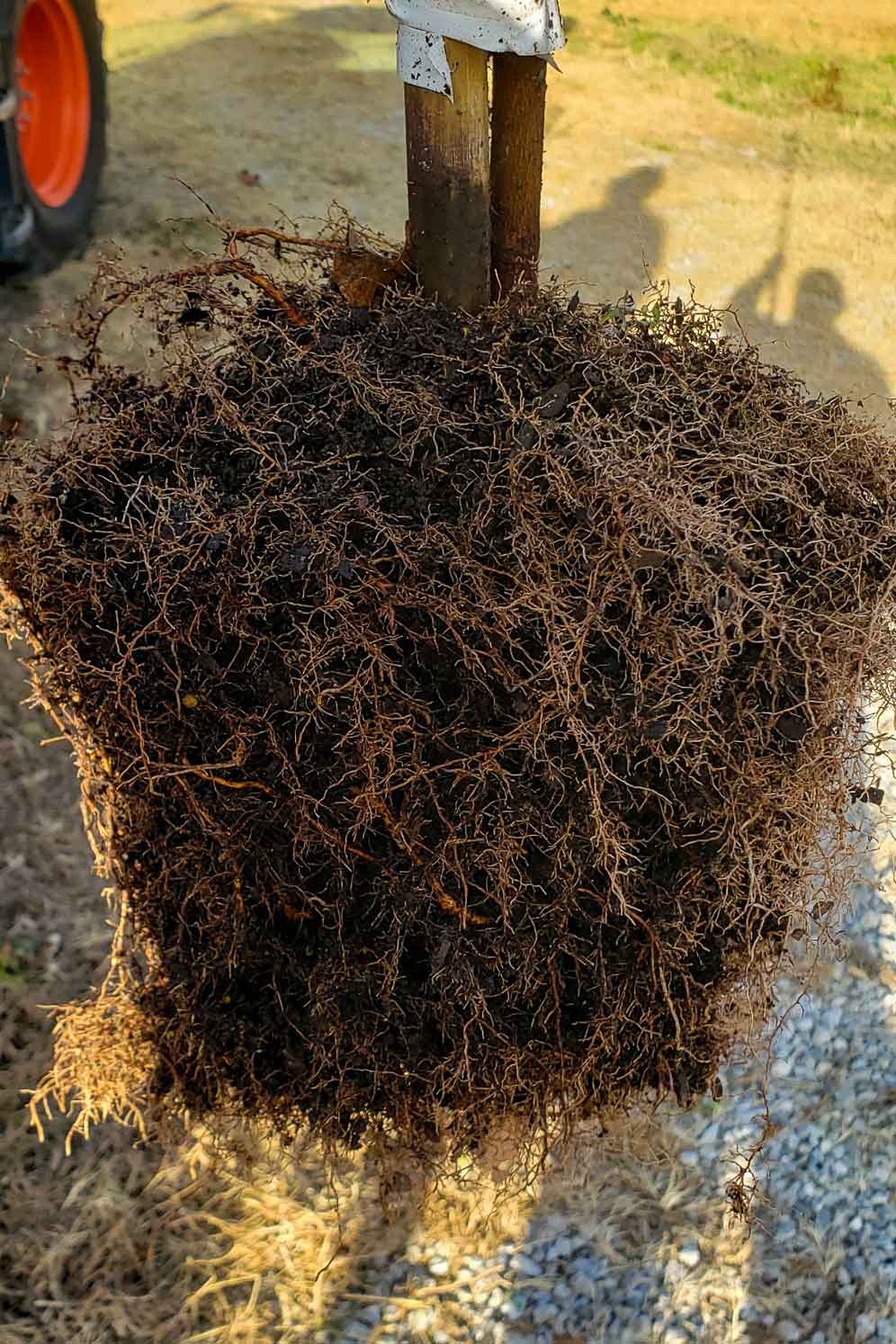 Image of roots developed through RediRoot air pruning pots